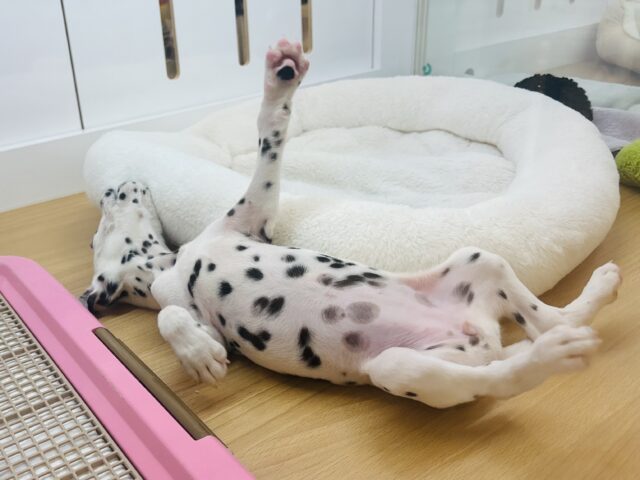 ダルメシアン