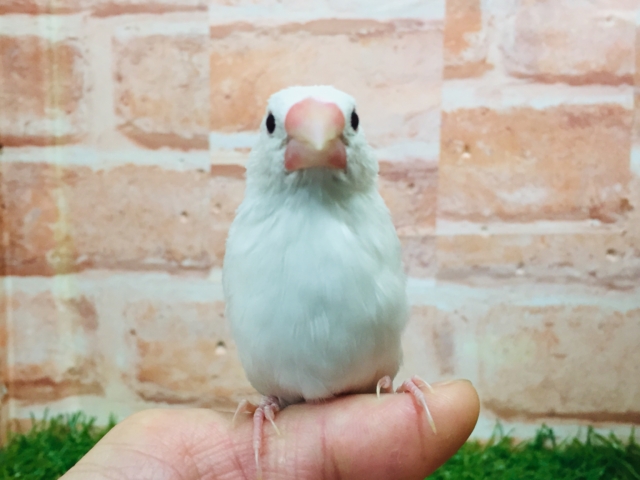 【⭐︎最新画像更新⭐︎】白文鳥さんがやってきましたよ~🎵🎵 白文鳥