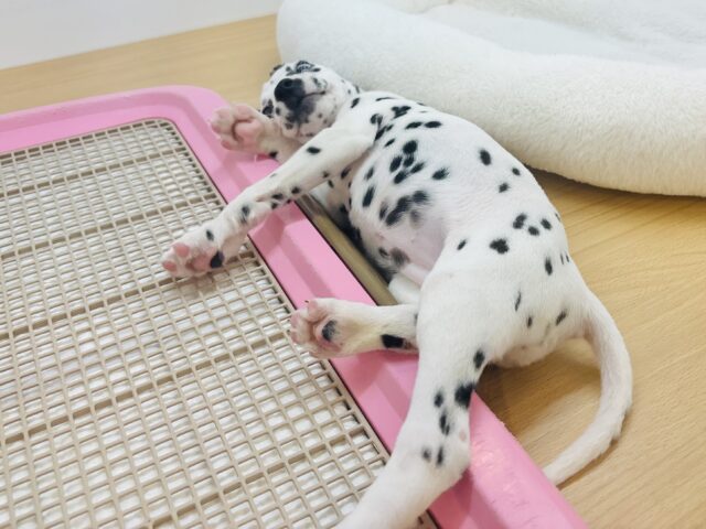 ダルメシアン