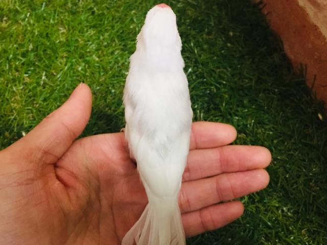 【⭐︎最新画像更新⭐︎】白文鳥さんがやってきましたよ~🎵🎵 白文鳥
