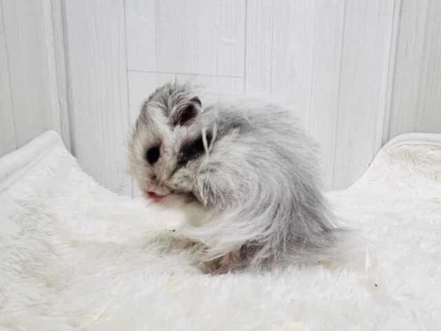 ゴールデンハムスター