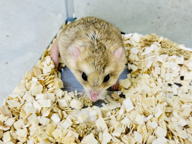 マカロニマウス（ファットテールジャービル、オブトアレチネズミ）