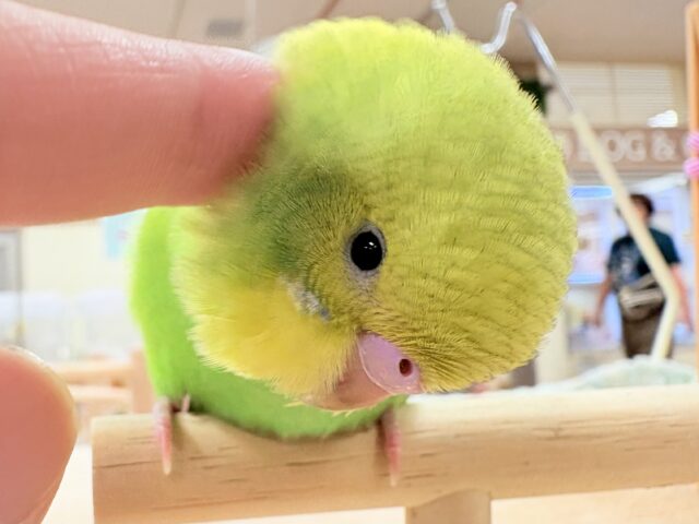 【最新画像🪄💫カゴデビュー】(ひとり餌になりました☆)春がきちゃった!?菜の花カラー💛💚セキセイインコ(スパングル) セキセイインコ