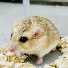 マカロニたずさえたプチレアネズミ🐭　ファットテールジャービル
