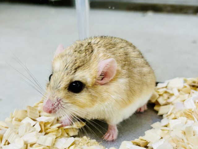 マカロニたずさえたプチレアネズミ🐭　ファットテールジャービル
