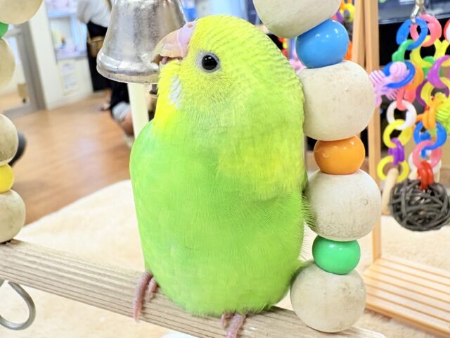 【最新画像🪄💫カゴデビュー】(ひとり餌になりました☆)春がきちゃった!?菜の花カラー💛💚セキセイインコ(スパングル) セキセイインコ