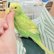 【最新画像🪄💫カゴデビュー】(ひとり餌になりました☆)春がきちゃった！？菜の花カラー💛💚セキセイインコ（スパングル）