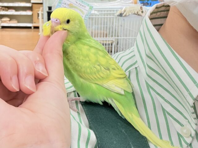 【最新画像🪄💫カゴデビュー】(ひとり餌になりました☆)春がきちゃった!?菜の花カラー💛💚セキセイインコ(スパングル) セキセイインコ