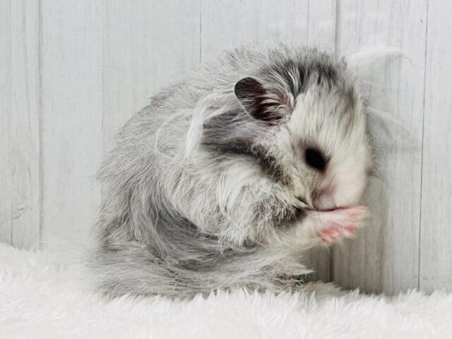 ゴールデンハムスター