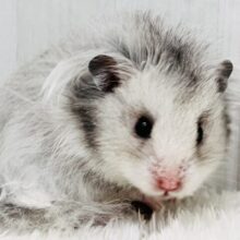 滲み出るキング感👑シルバーハムスター✨