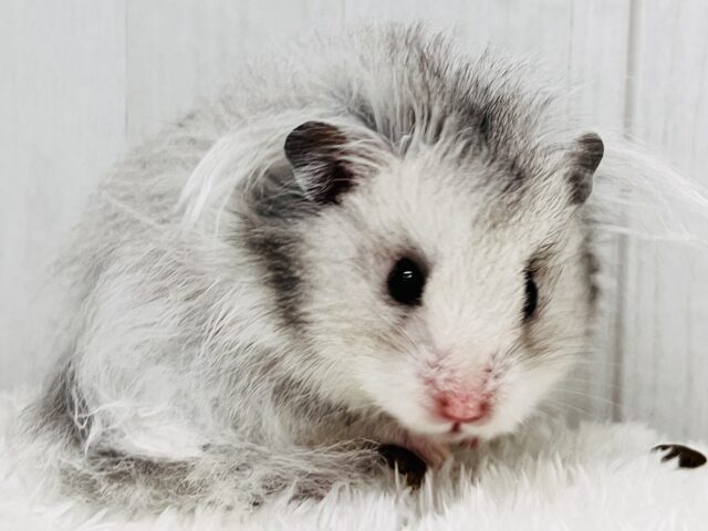 滲み出るキング感👑シルバーハムスター✨