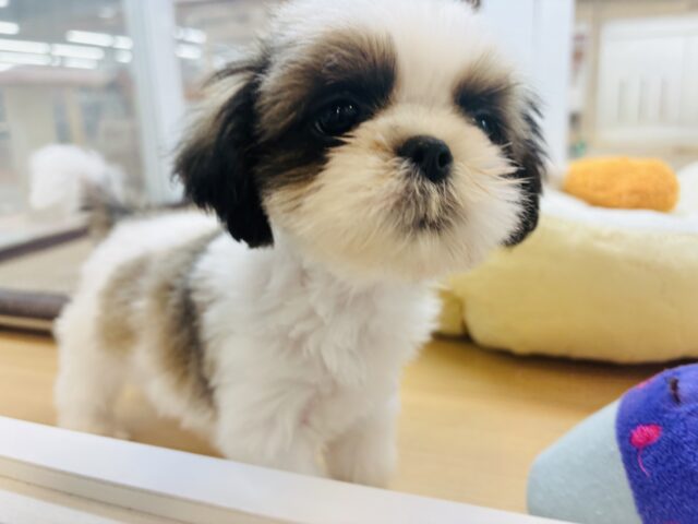 シーズー