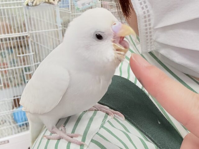 セキセイインコ