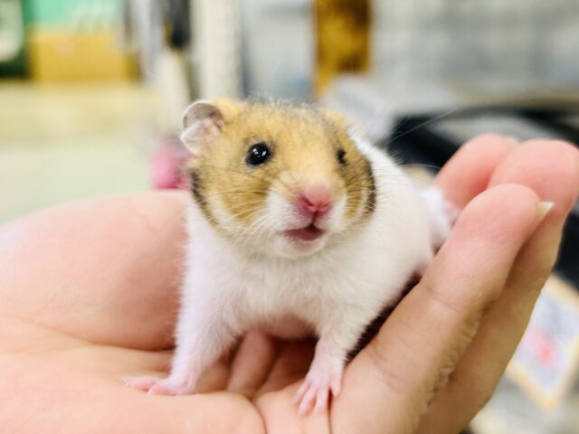 ゴールデン系