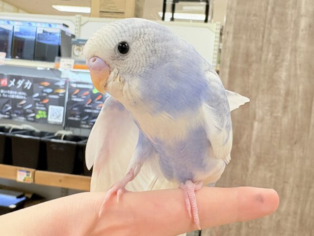 セキセイインコ