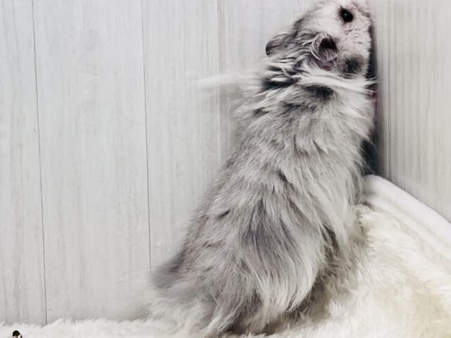 ゴールデンハムスター