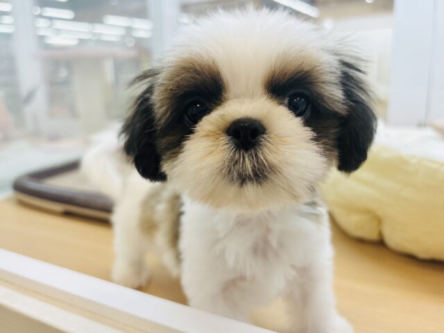 シーズー