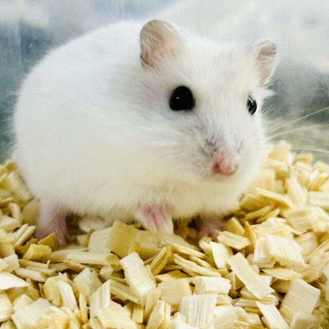 ハムスター在舎&入舎情報!! ドワーフハムスターズ♪ ドワーフハムスター