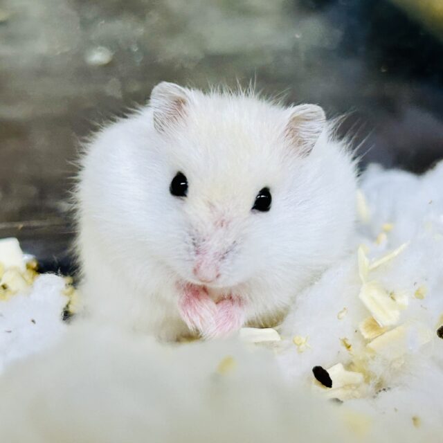 ハムスター在舎&入舎情報!! ドワーフハムスターズ♪ ドワーフハムスター