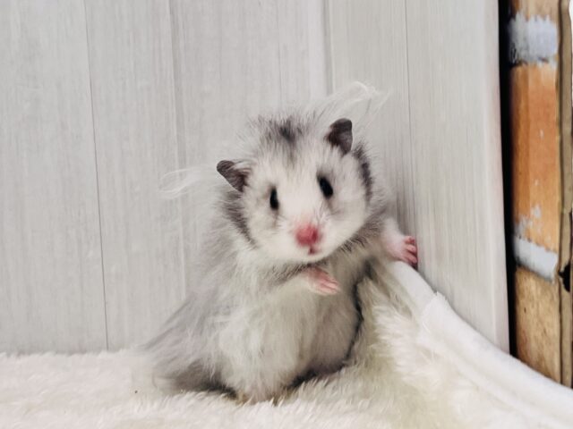 ゴールデンハムスター