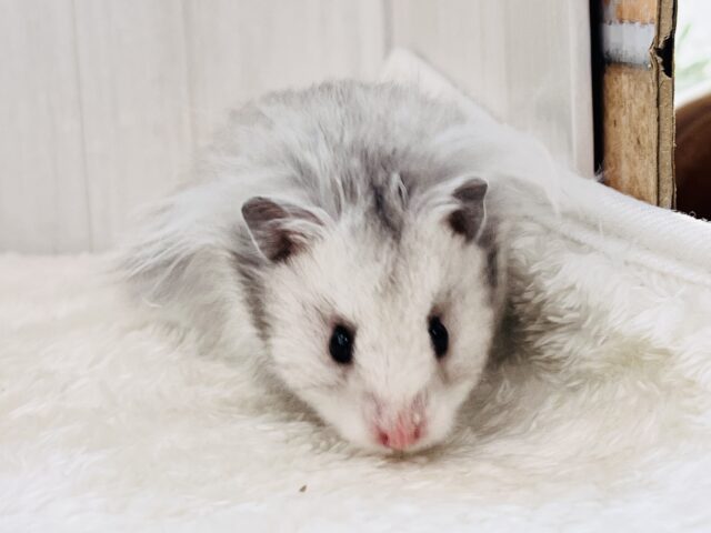 ゴールデンハムスター