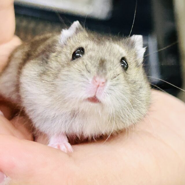 ハムスター在舎&入舎情報!! ドワーフハムスターズ♪ ドワーフハムスター