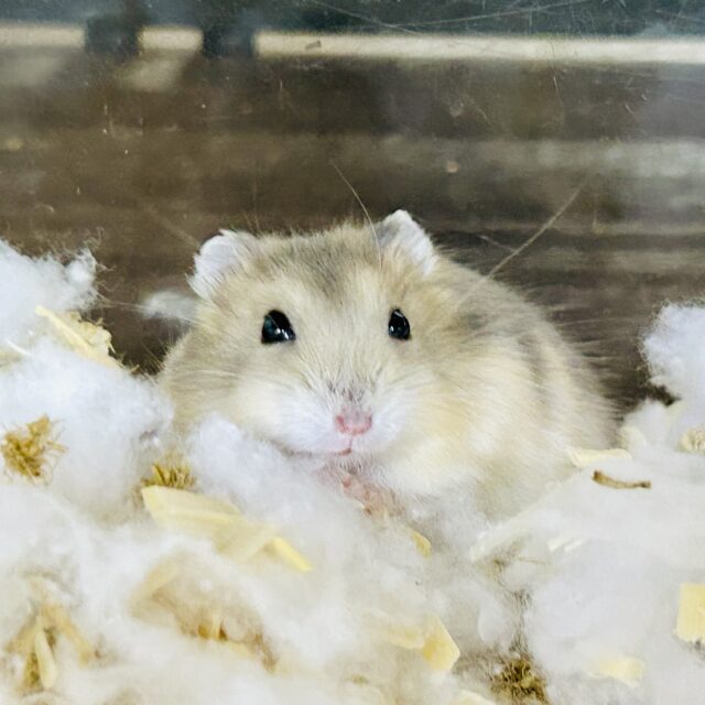 ハムスター在舎&入舎情報!! ドワーフハムスターズ♪ ドワーフハムスター