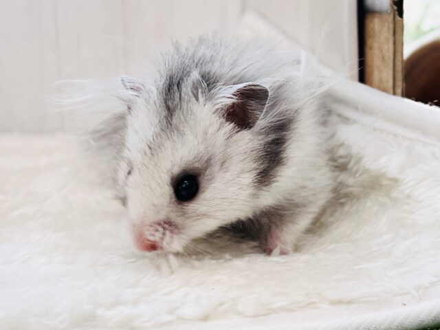 ゴールデンハムスター