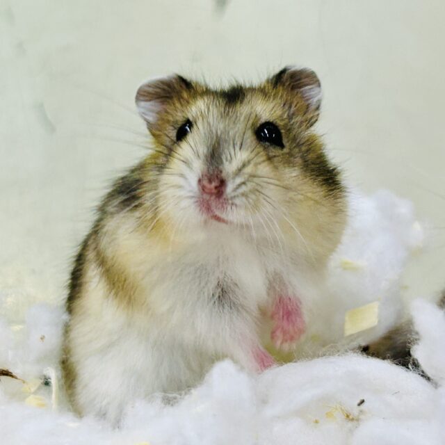 ハムスター在舎&入舎情報!! ドワーフハムスターズ♪ ドワーフハムスター