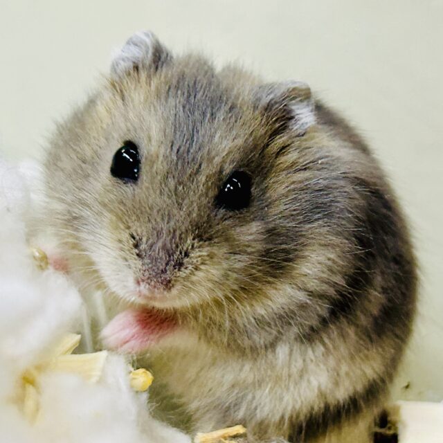 ハムスター在舎&入舎情報!! ドワーフハムスターズ♪ ドワーフハムスター