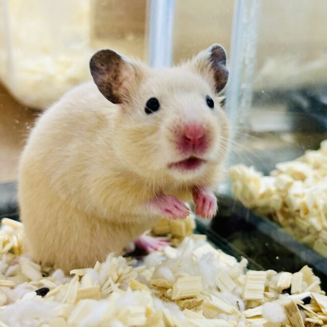 ハムスター入舎&在舎情報!! ゴールデンハムスター系 ゴールデン系