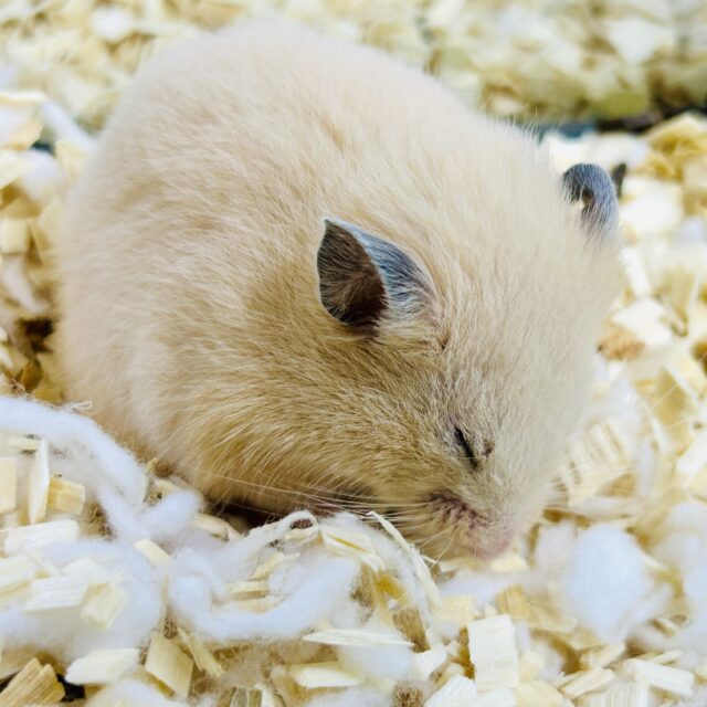 ハムスター入舎&在舎情報!! ゴールデンハムスター系 ゴールデン系