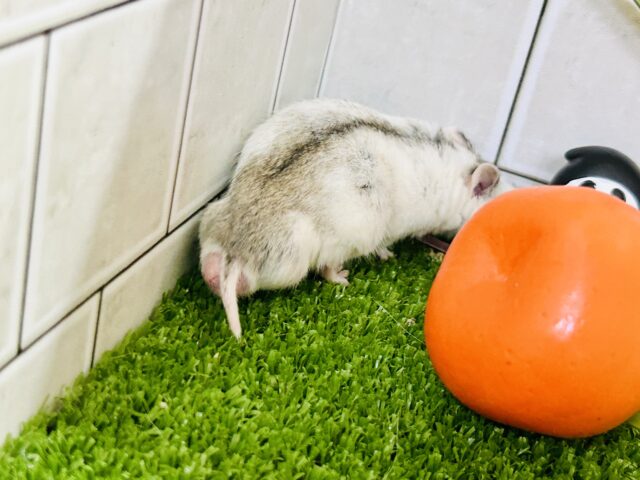 チャイニーズハムスター