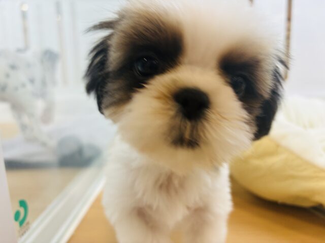 シーズー