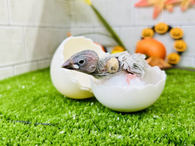 シルバー文鳥
