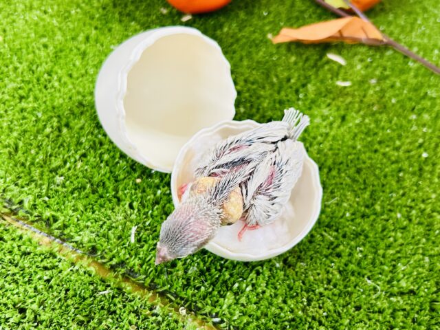 シルバー文鳥