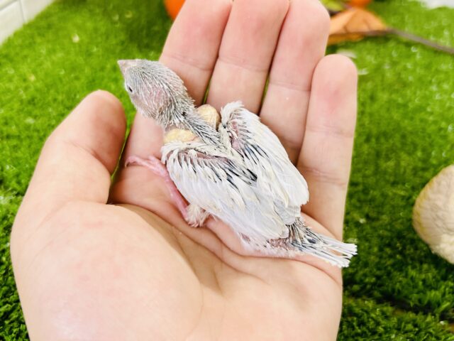 シルバー文鳥