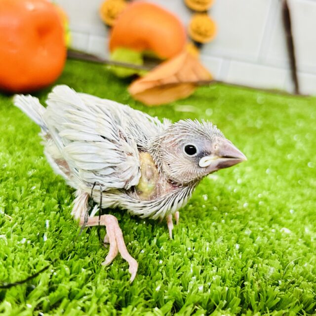 ピカっと夜でもめだつ～✨　シルバー文鳥