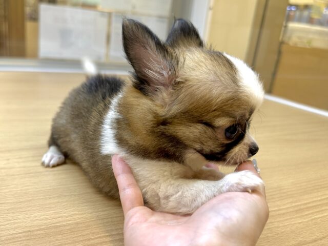 チワワ