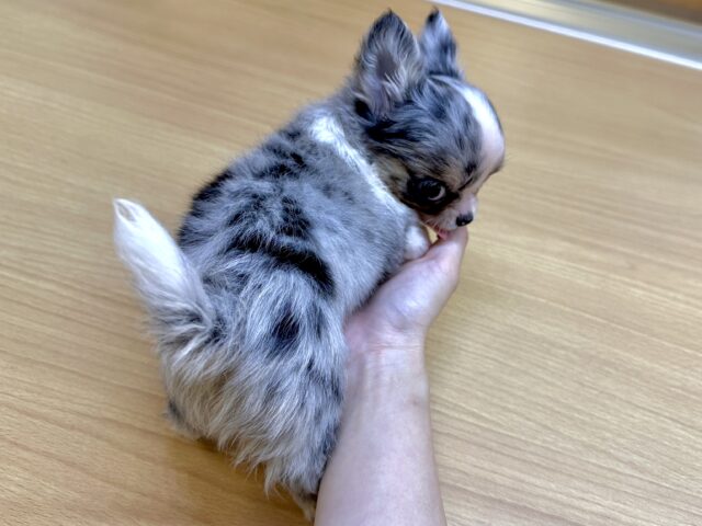 チワワ