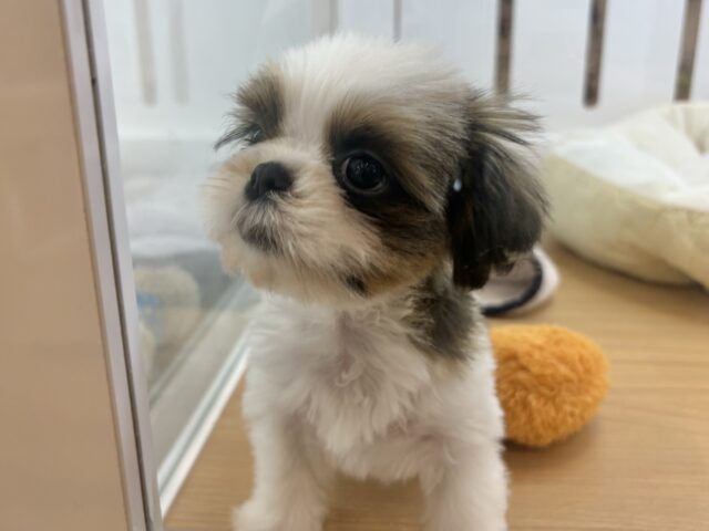 シーズー