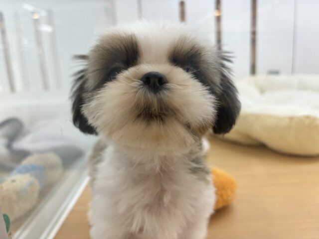 シーズー