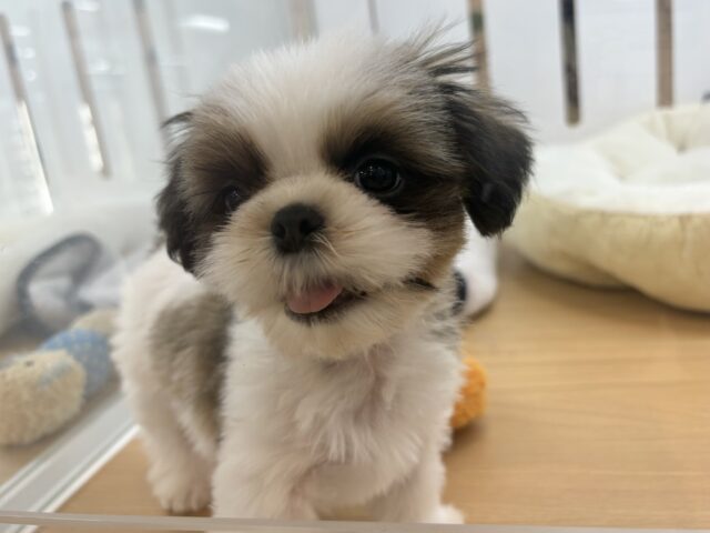 シーズー