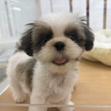 好き好きアピール爆発〜♡シーズーくん！