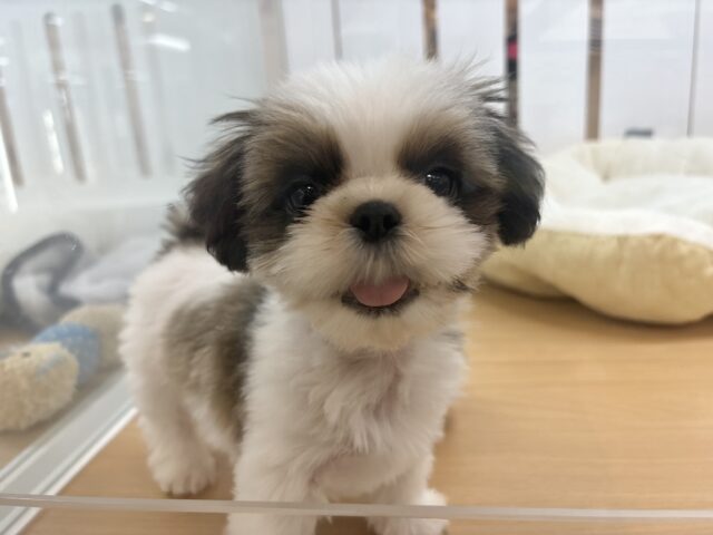 好き好きアピール爆発〜♡シーズーくん！