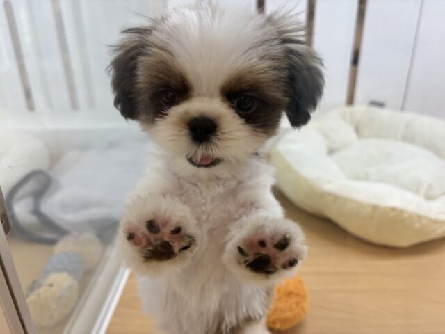 シーズー
