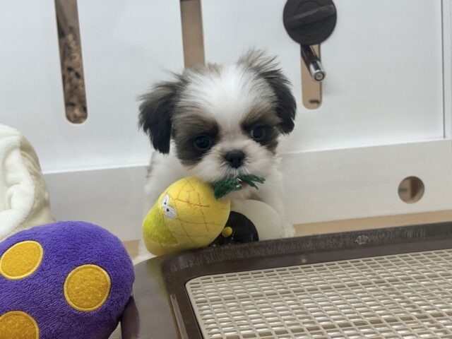 シーズー