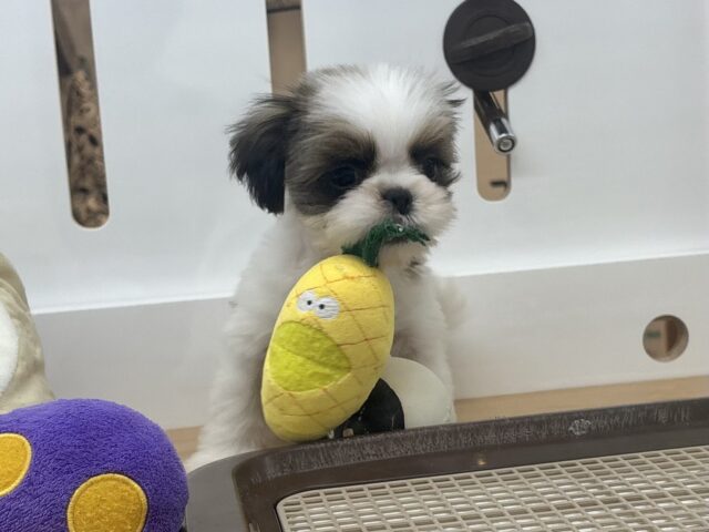 シーズー