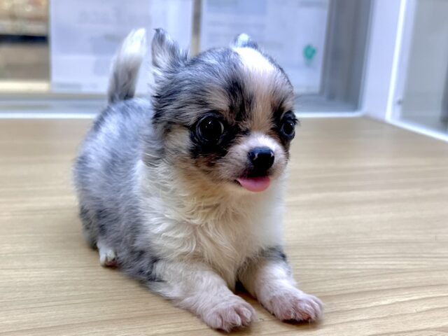 チワワ