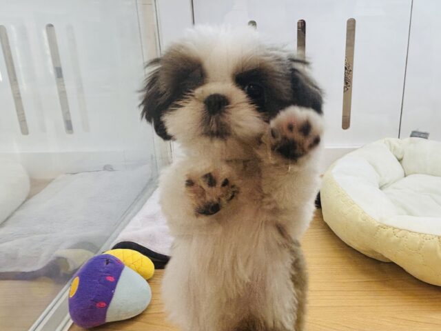シーズー